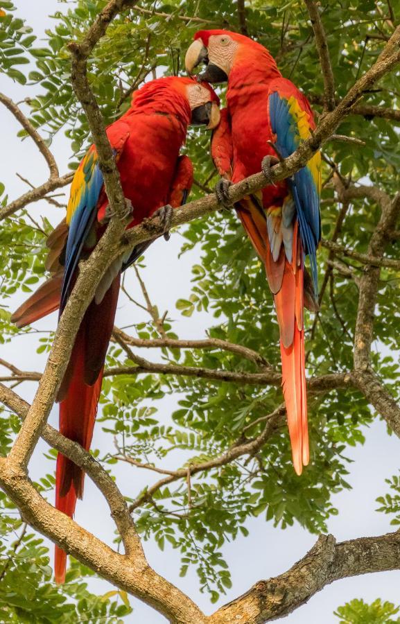 House Of The Macaws Bed & Breakfast Tárcoles Exterior photo