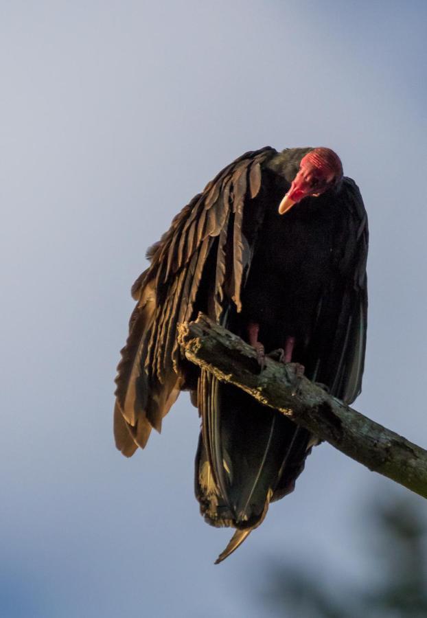 House Of The Macaws Bed & Breakfast Tárcoles Exterior photo